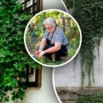 Břečťan navždy zmizí, když ho zalijete jedním přírodním prostředkem: radí