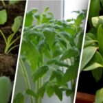 Co zasadit v květnu do volné půdy: tato zelenina a