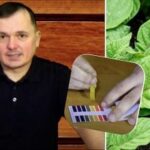 Jak doma otestovat kyselost půdy: pět nejlepších metod