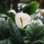 Jak přimět spathiphyllum znovu rozkvést: odborníci prozradili důležitá tajemství péče