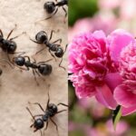 Jsou mravenci škodliví pro pivoňky: zahradník dává přesnou odpověď