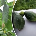 Nebojte se horka ani chladu: nejlepší odrůdy okurek překvapí rekordními