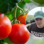 Hnojení rajčat od A do Z: jak získat bohatou úrodu