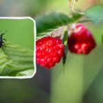 Jak se zbavit hraboše dříve, než sežere polovinu úrody: pomůže
