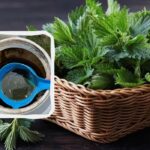 Kopřivový nálev – jed nebo vitamínová bomba: co s ním